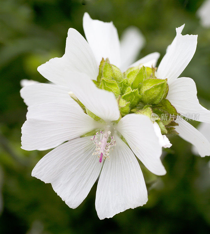 锦葵(Malva moschata)